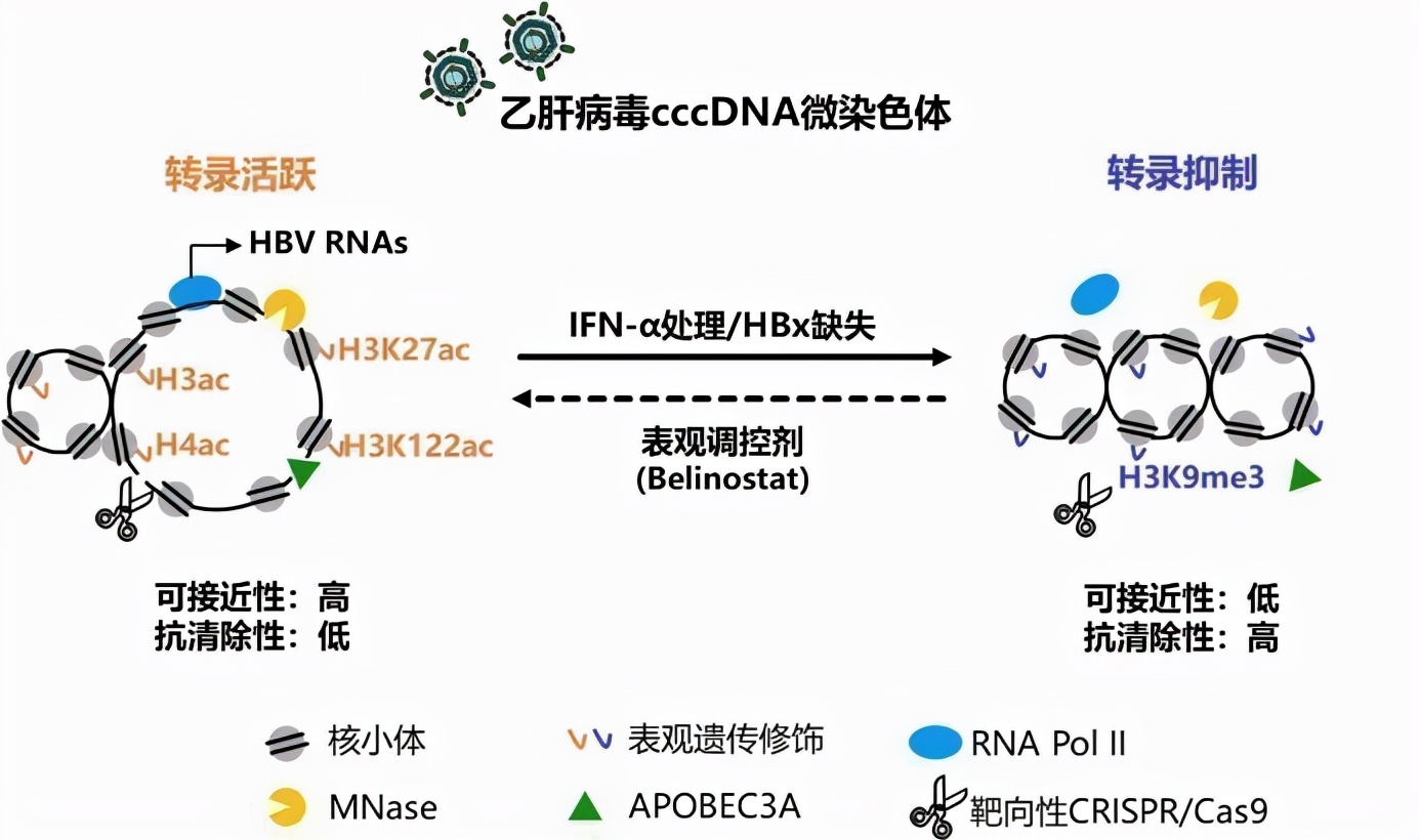 复旦大学最尖端的科研成果,复旦团队发表研究成果