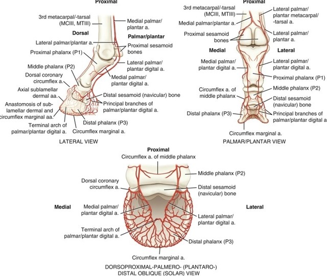 为什么几吨重的大象会被木桩拴住,大象最大多大能活多少年