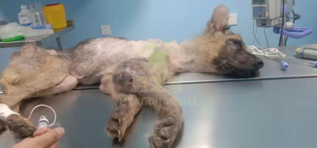 德牧骨癌,流浪德牧被打裂鼻骨跑进医院求助