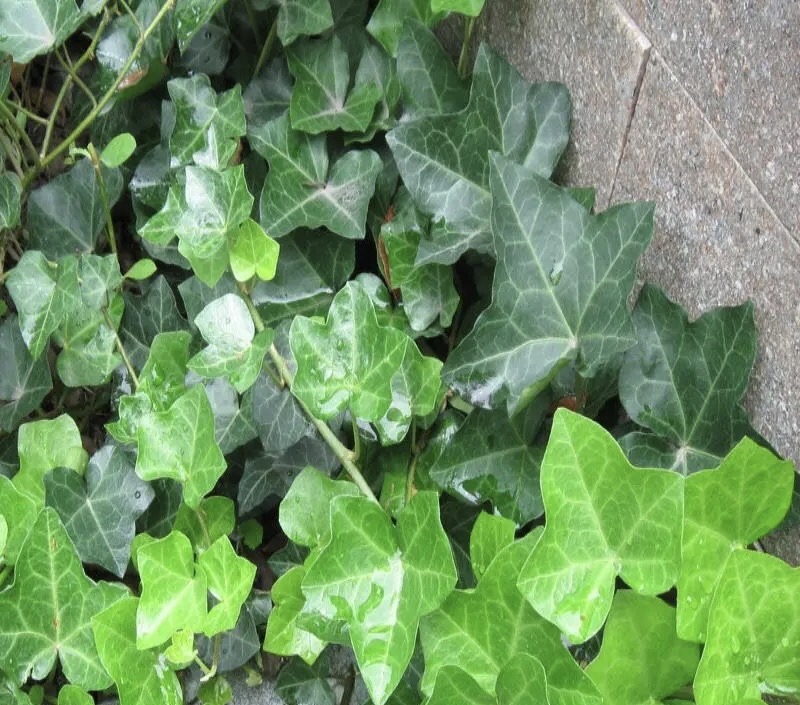 新房装修适合摆放的花,装修完室内放什么花净化空气