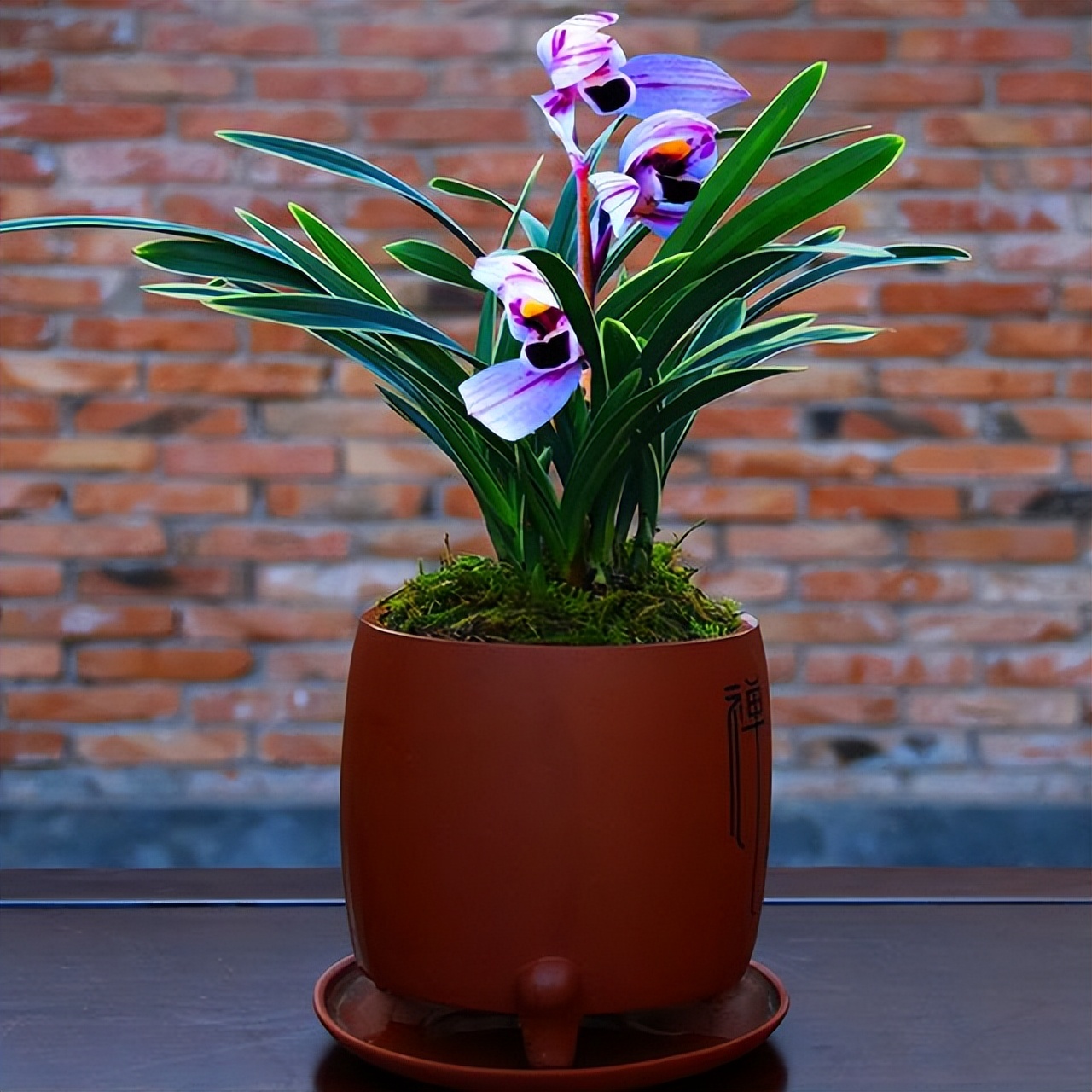 不起眼却很美丽的小花图片,不起眼但沁人心脾的花