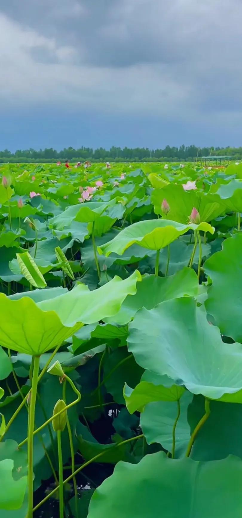 夏至荷花荷叶图片,夏至时节荷花正美图片