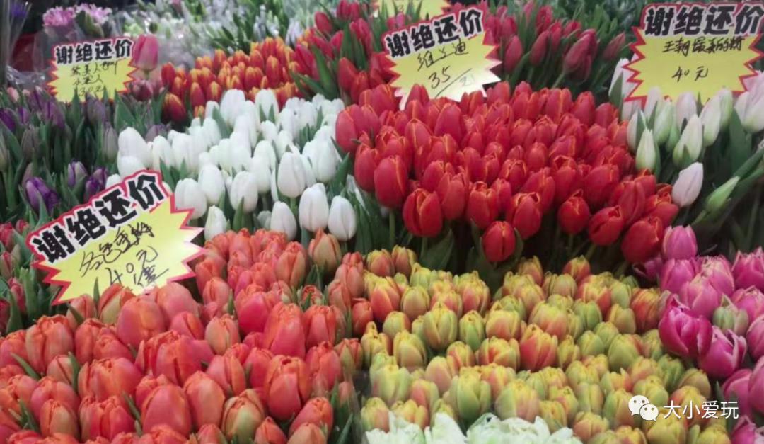 北京最美的花鸟市场,北京值得逛的花鸟市场