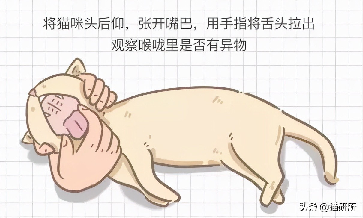 猫咪吃东西被噎住,猫咪吃东西卡住怎么救