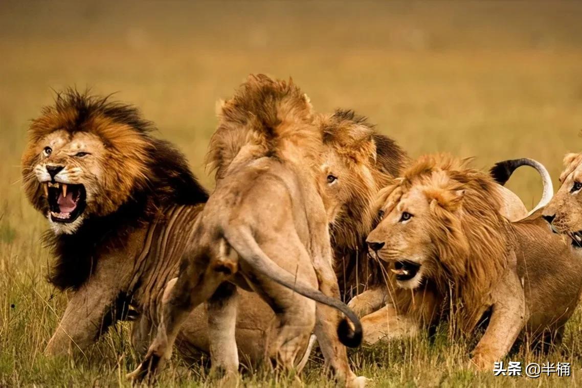 马赛人和东北虎,马赛人vs东北虎