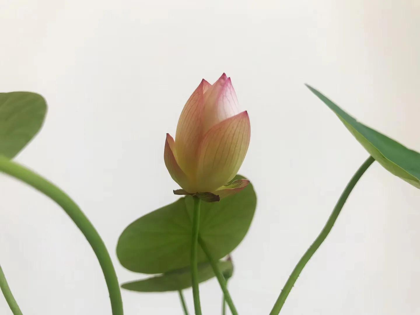 碗中种莲，年复一年花开花落到叶枯