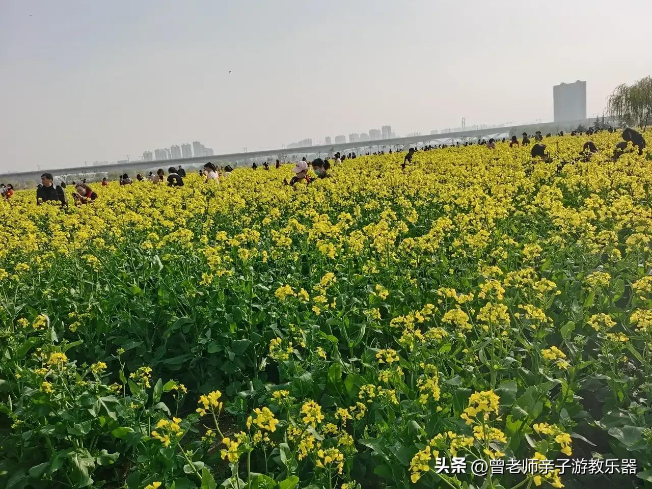 西安油菜花花海,西安看油菜花的地方都有哪些景点