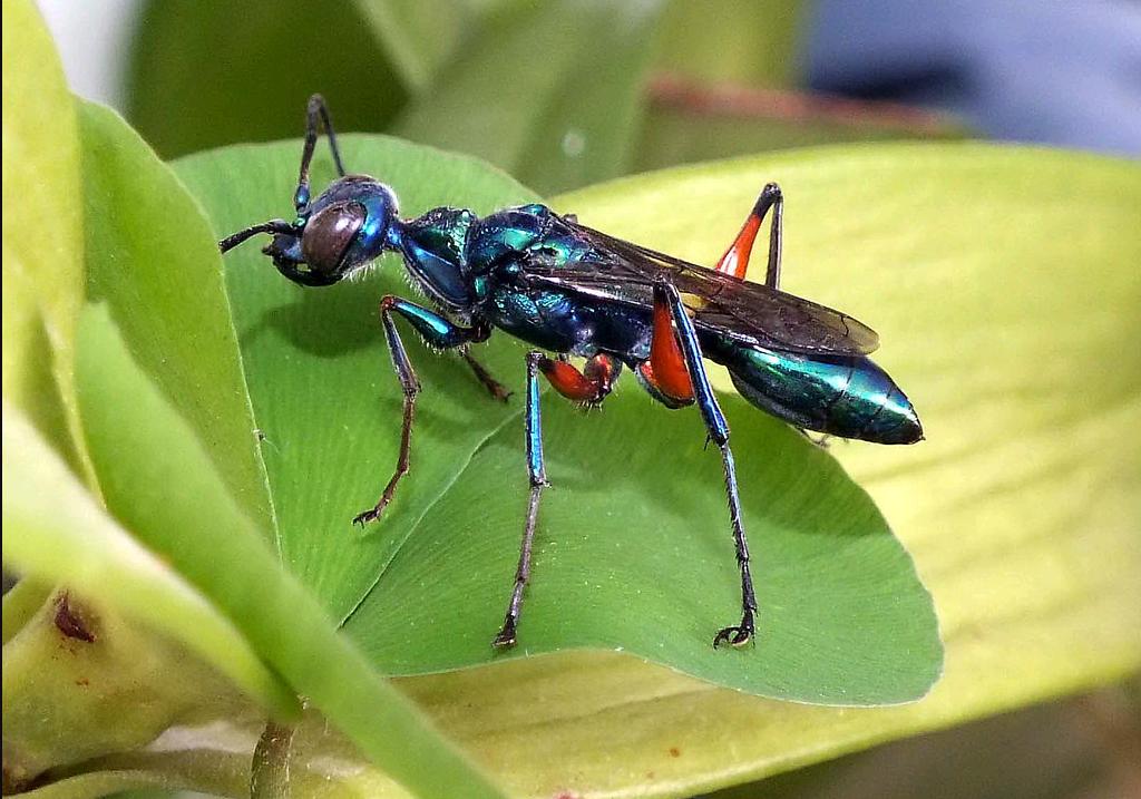 蟑螂的噩梦：自然界的“摄魂怪”，把蟑螂变成傀儡，让它主动赴死