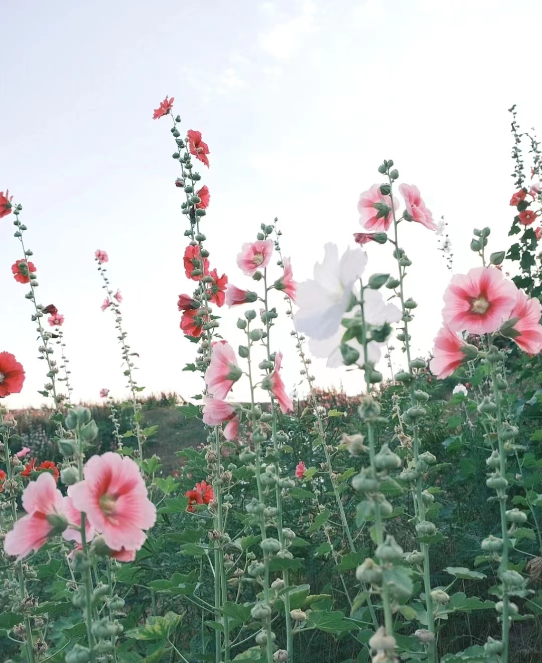 郑州周末学生游玩推荐,郑州夏天周边适合孩子玩免费景点