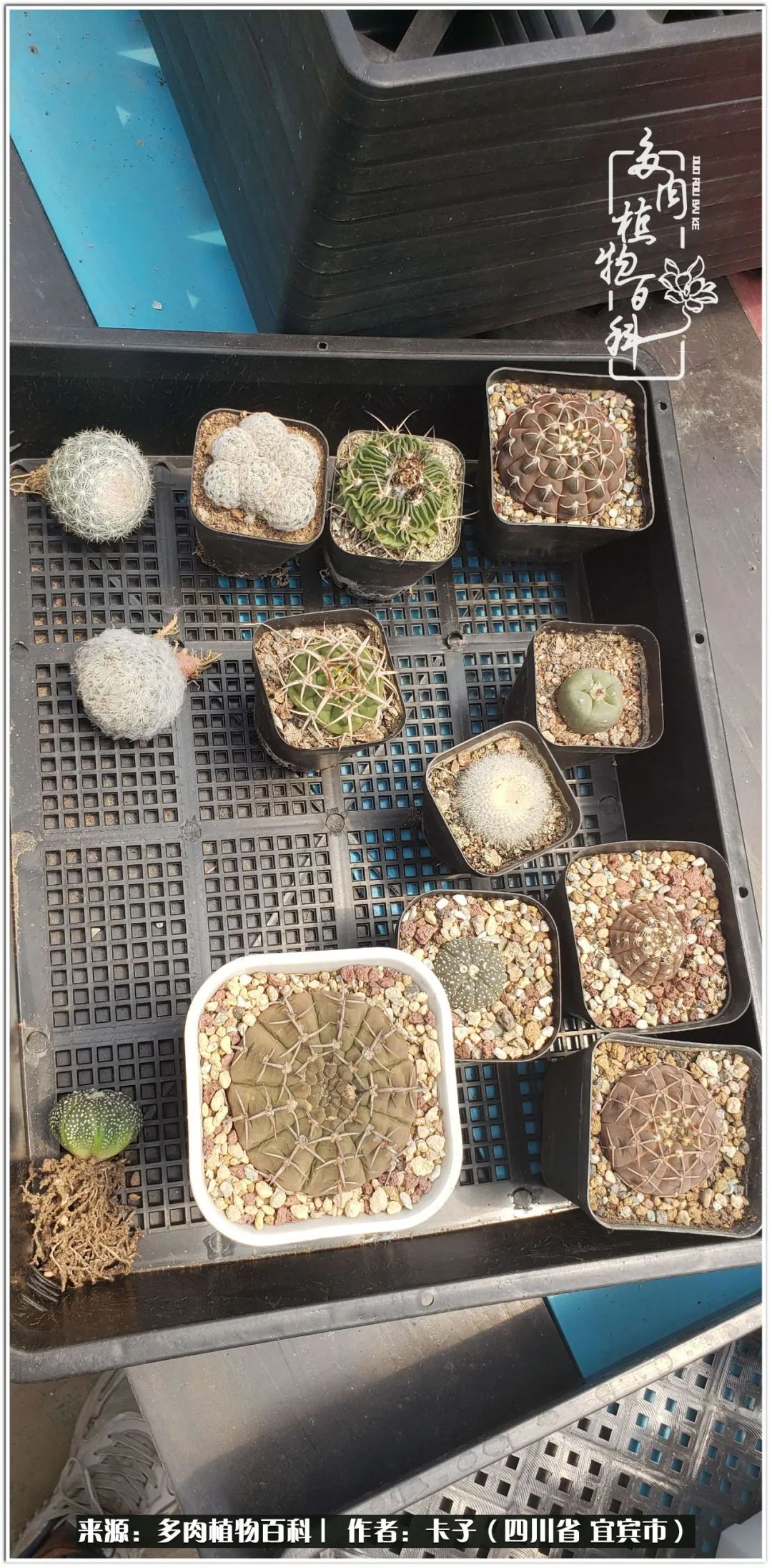 送我一轮明月文案,送我一轮明月