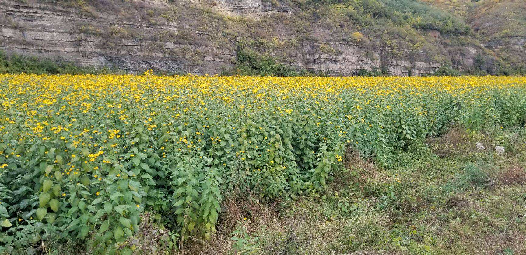 洋姜算是外来入侵物种吗,洋姜物种入侵