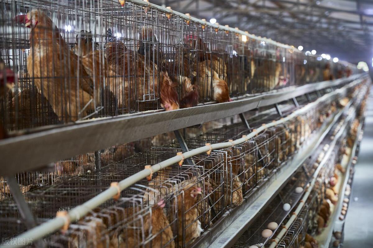 如何解决蛋壳变薄的现象呢,通过蛋壳辨别疾病