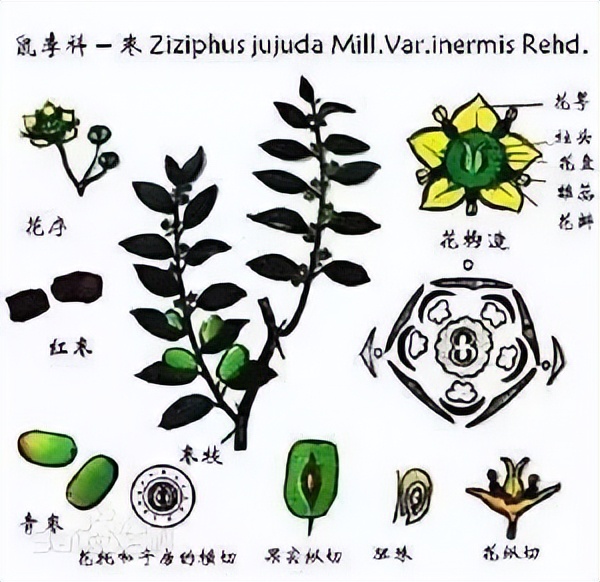 植物识别小口诀，总结的太全了！