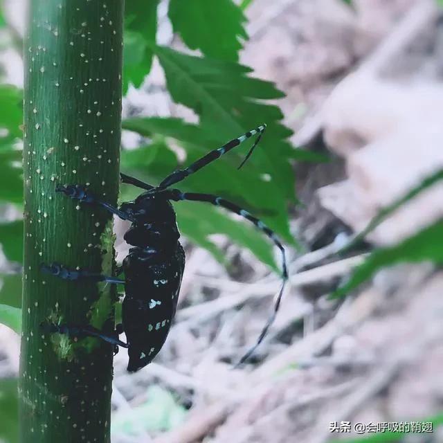 星天牛喜欢苦楝树,星天牛苦楝树