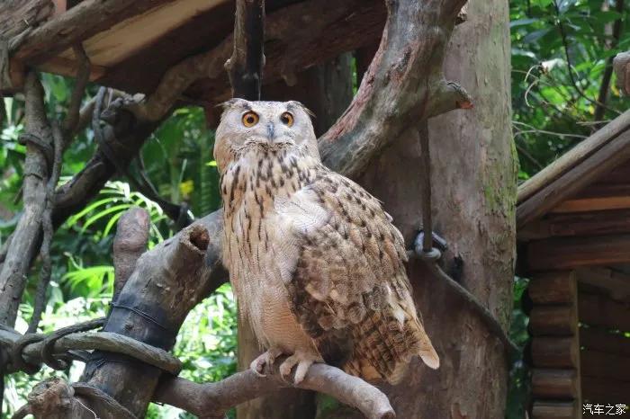 广州长隆野生动物世界有大象吗,广州长隆野生动物世界有多少动物