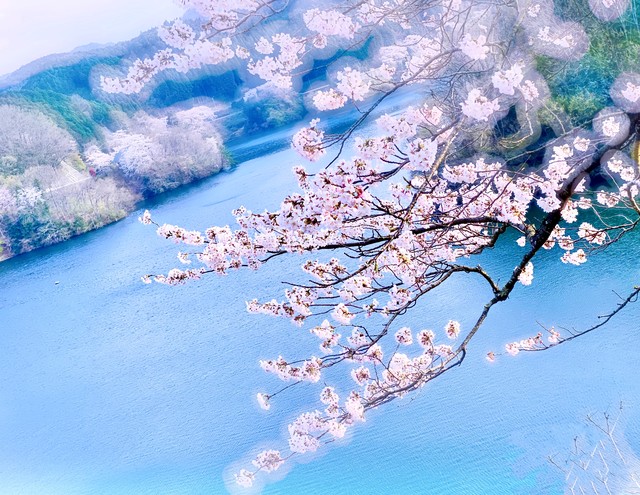 又到樱花季,什么时候去日本看樱花比较好