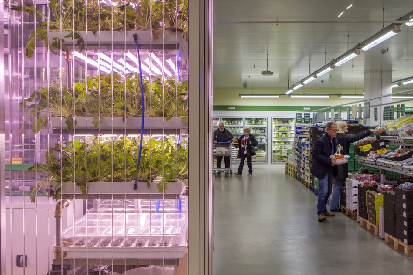 德国蔬菜卖超市,日本垂直农场种菜