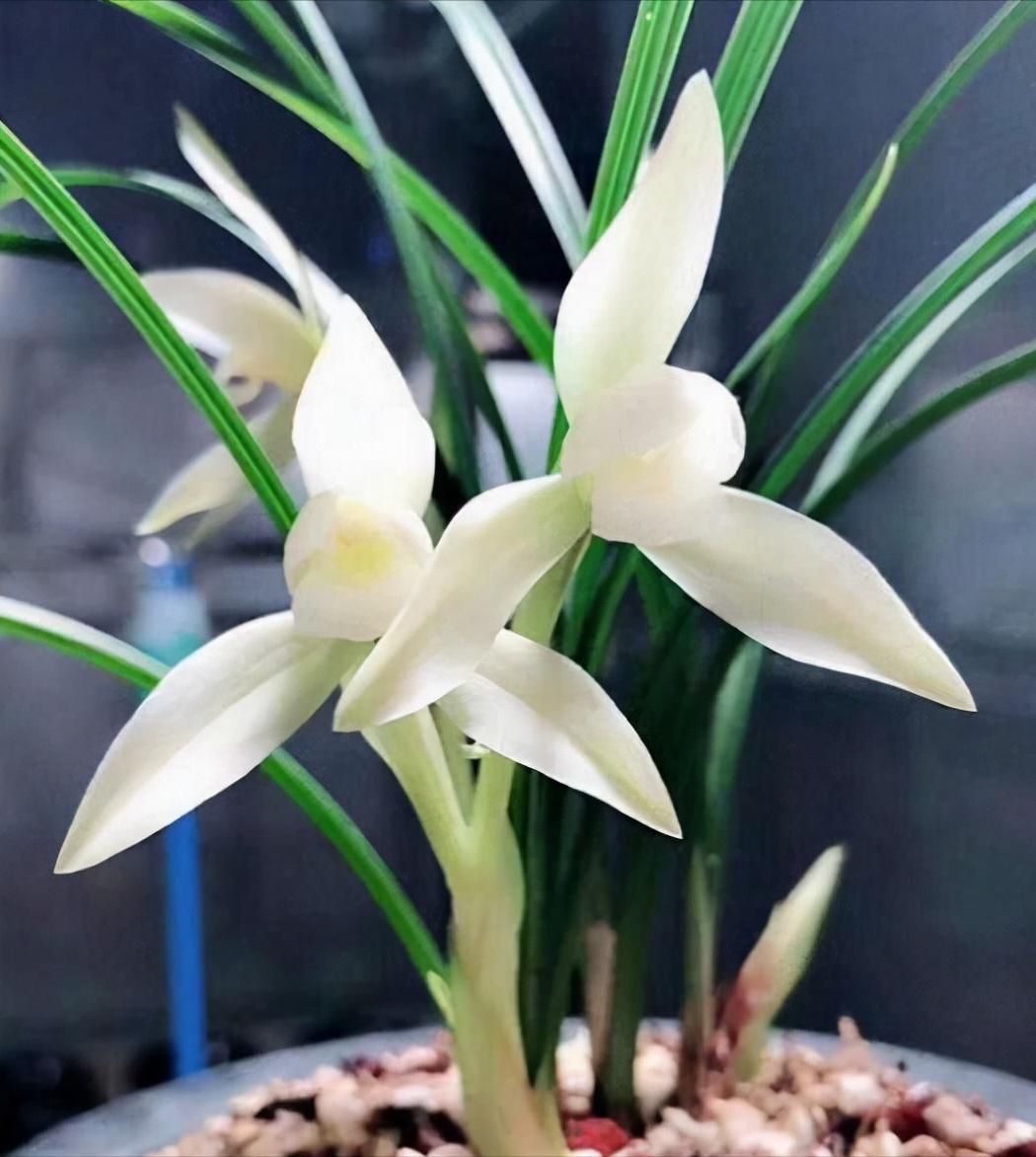 素心兰欣赏,素心兰哪个品种最漂亮