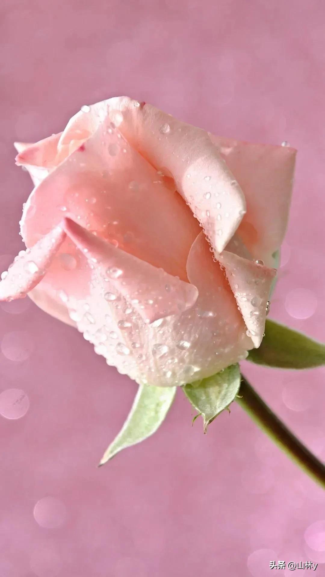 分享玫瑰花的图片,最美的玫瑰花送给最漂亮的你图片