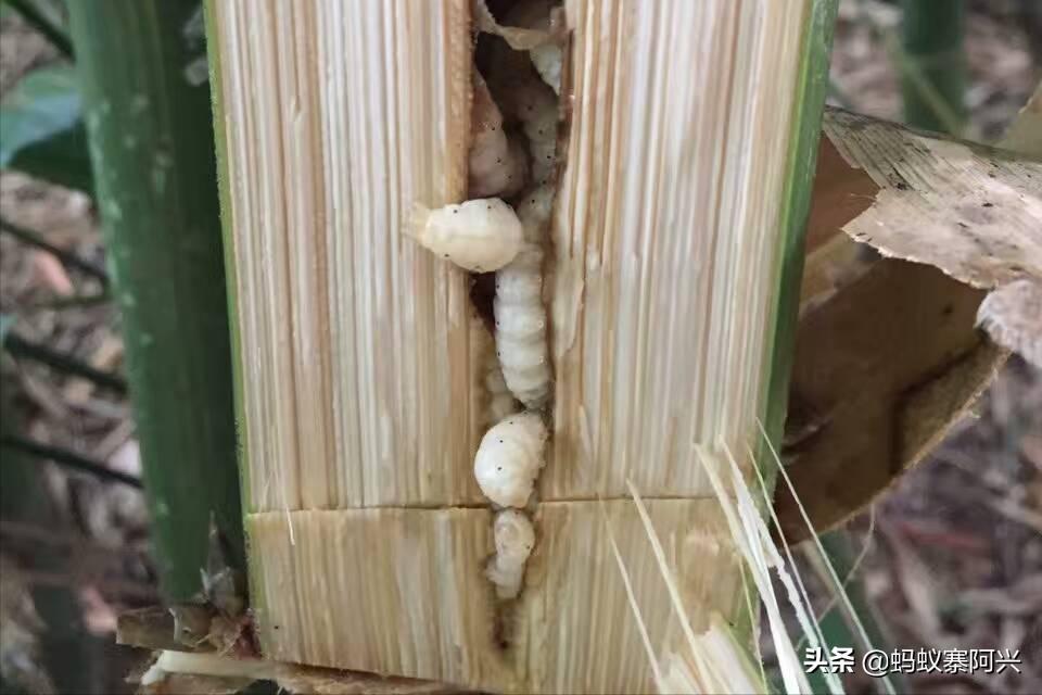 云南特色油炸虫有哪些,云南有哪些油炸烧烤的昆虫