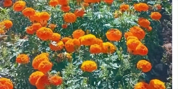 辛巴开国货计划新时代，即墨龙山：非遗公益课堂成暑期学习