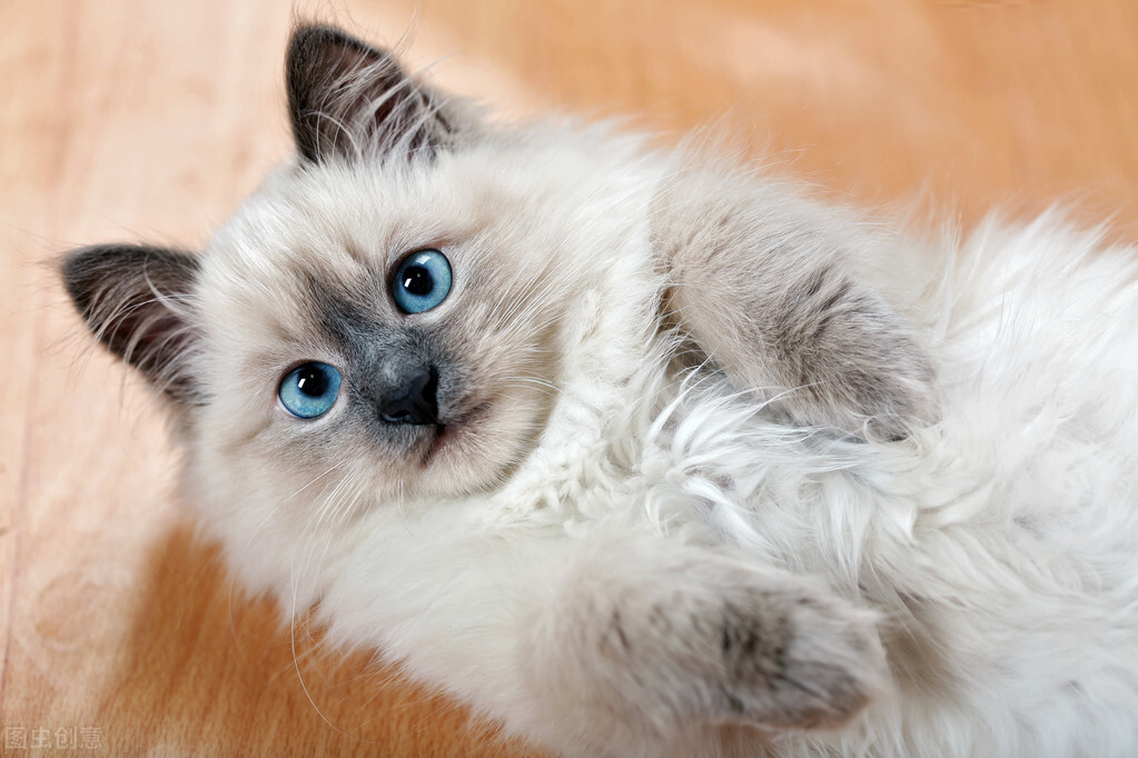 宠物托运出了问题怎么报警,猫咪托运完后一直呕吐