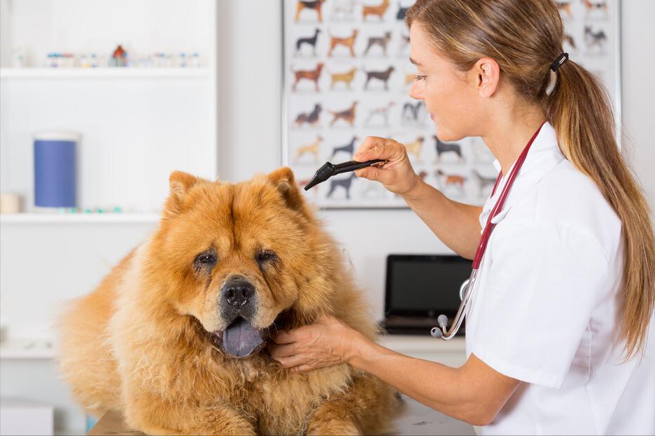 松狮犬拉稀怎么治疗,松狮挑食是什么原因