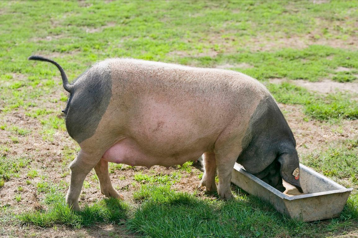 猪传染性胸膜肺炎的治疗与防治,猪传染性胸膜肺炎治疗特效药