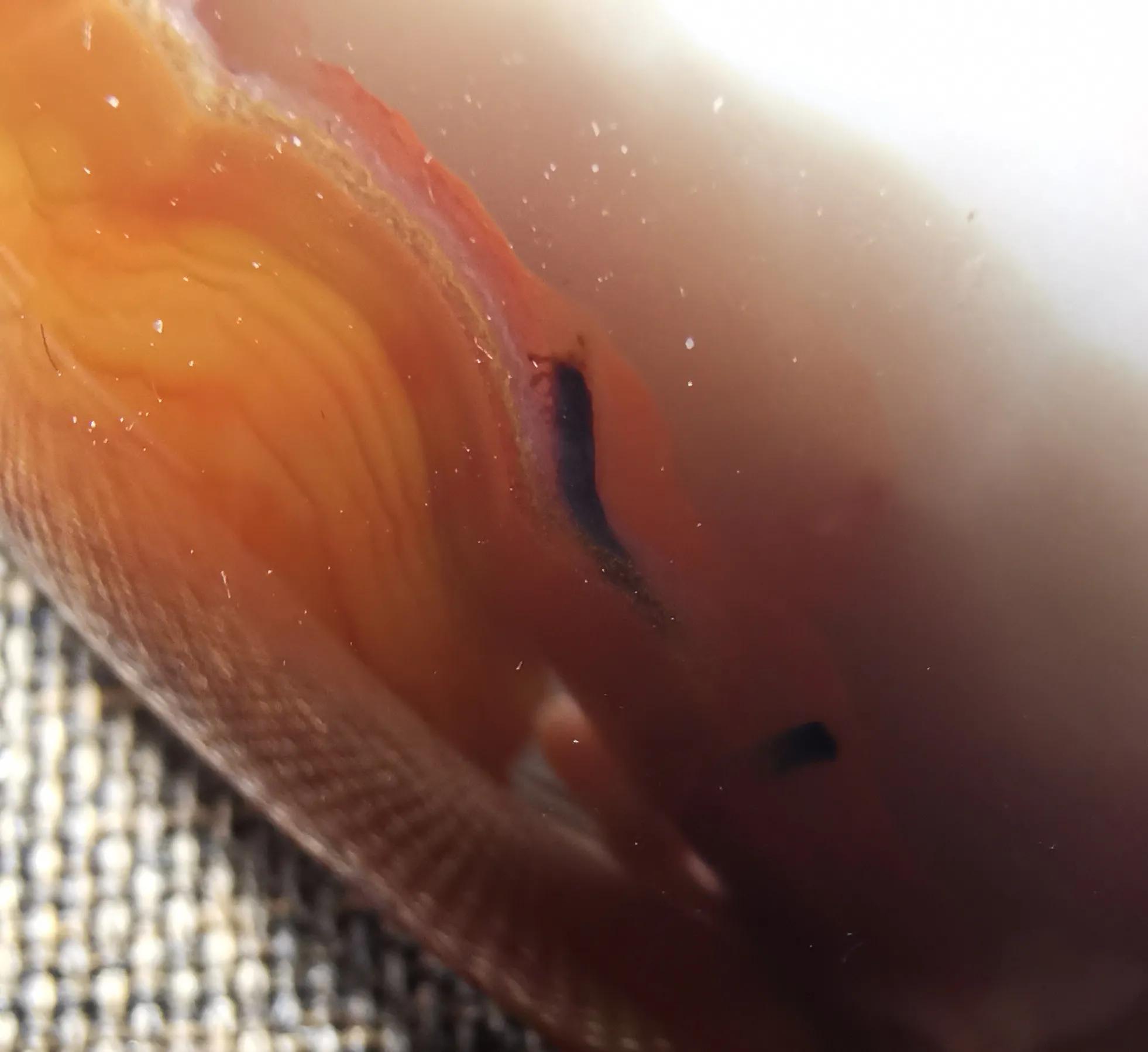 战国红红玛瑙手镯值多少钱,河北宣化战国红玛瑙手镯