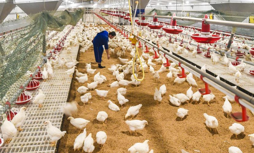 家禽生产中的发展策略,家禽养殖和内陆养殖