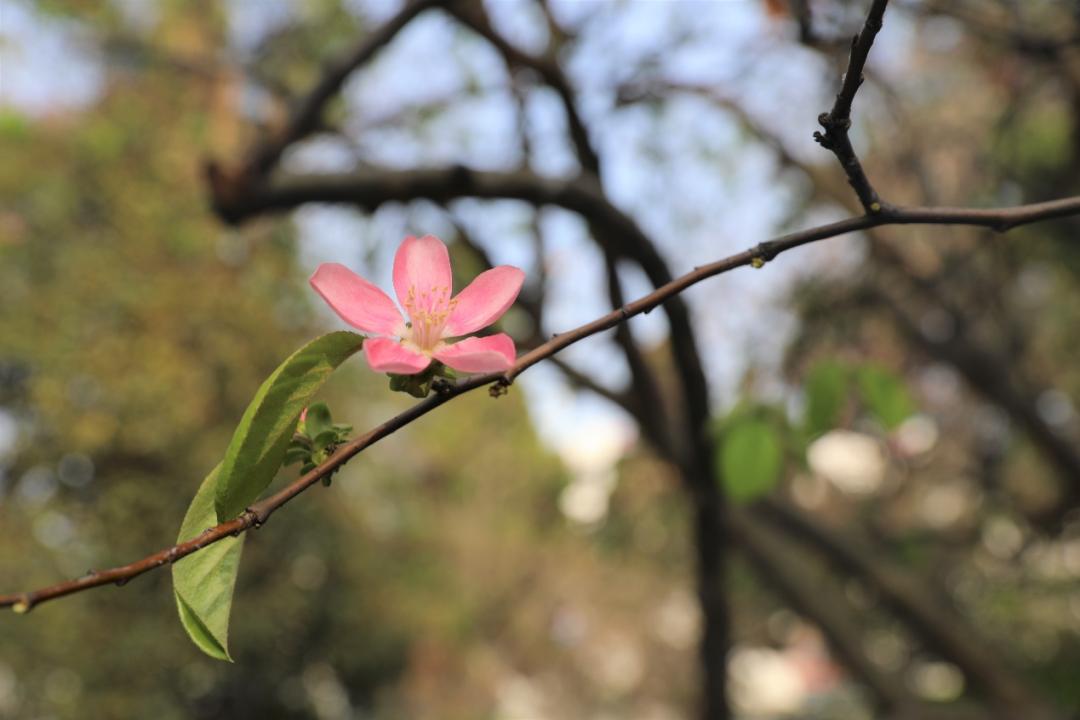 鐩哥害鍐滃ぇ,鐩歌仛浜戠鐩哥害鍐滃ぇ