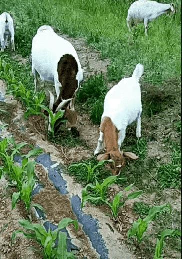 怎么防止羊吃庄稼,有什么办法不让羊吃庄稼
