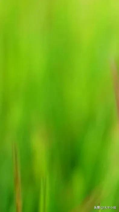 超清超美独一无二手机壁纸图片,养眼养心的壁纸