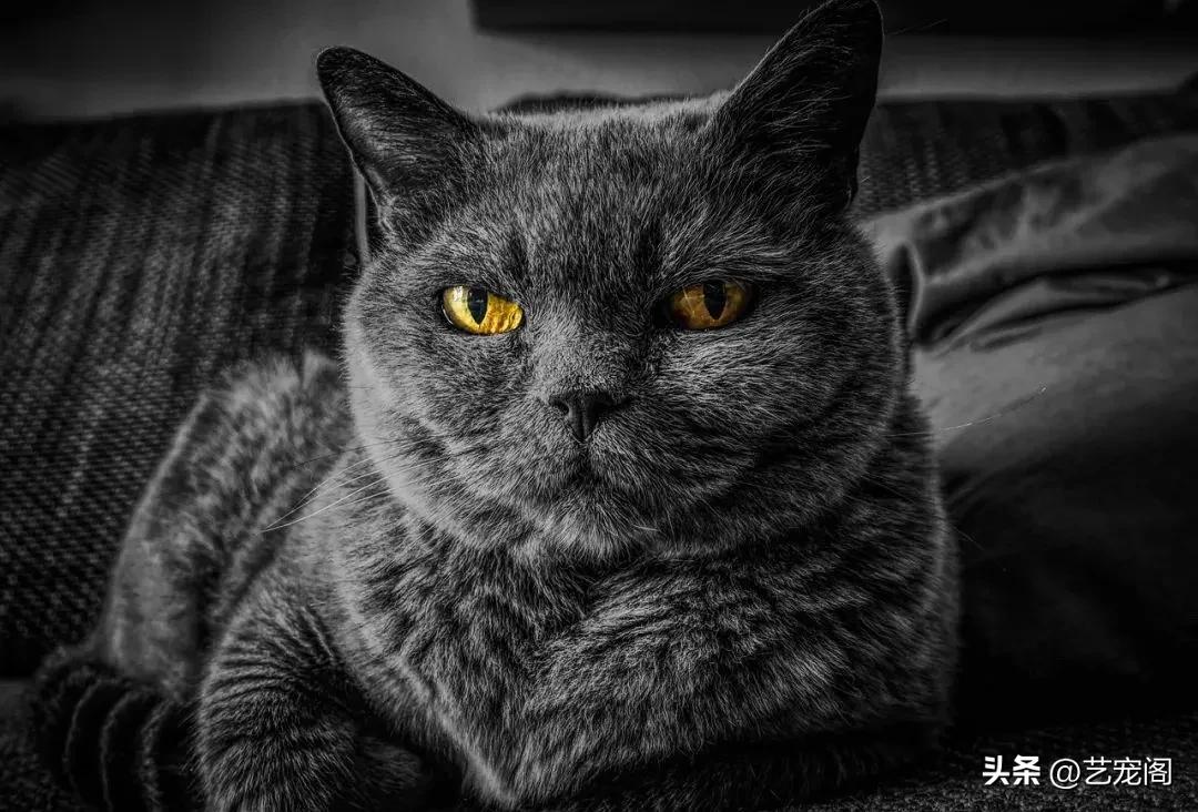 猫毛颜色由什么决定,关于猫毛的100个小知识