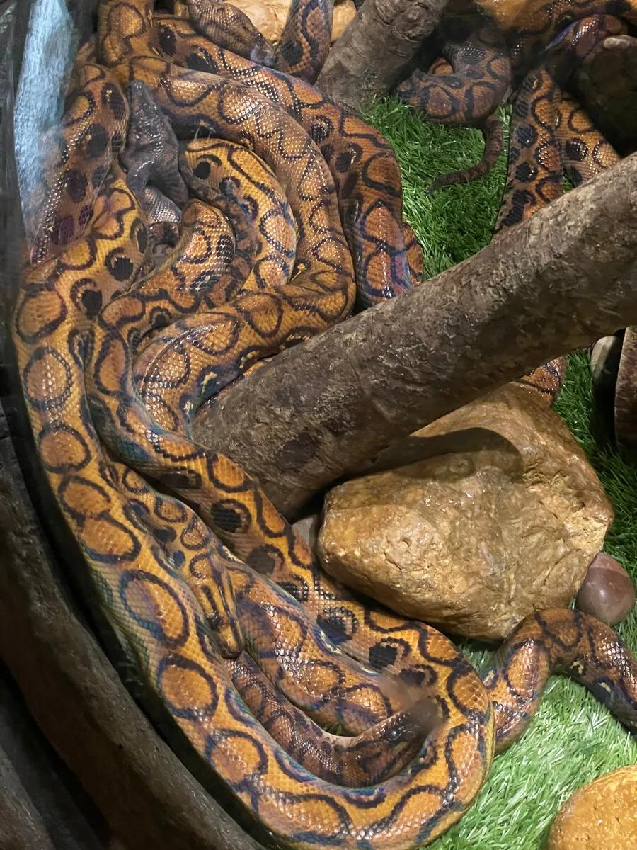 广州长隆野生动物世界有大象吗,广州长隆野生动物世界有多少动物