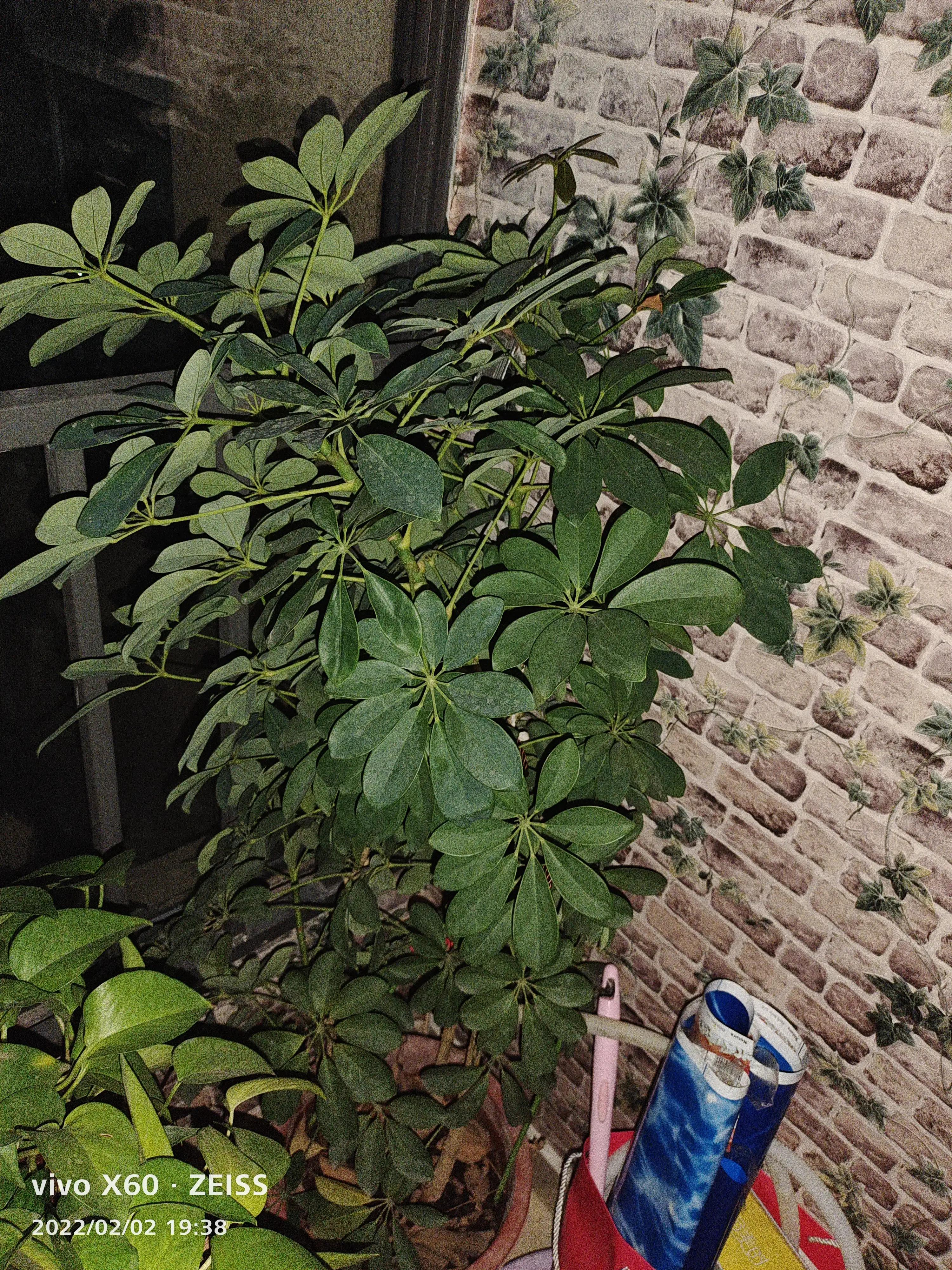 我家的阳台小花园,我家阳台养的花