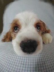 狗狗总是半夜叫唤哼唧哼唧怎么办,狗狗老是半夜叫怎么回事