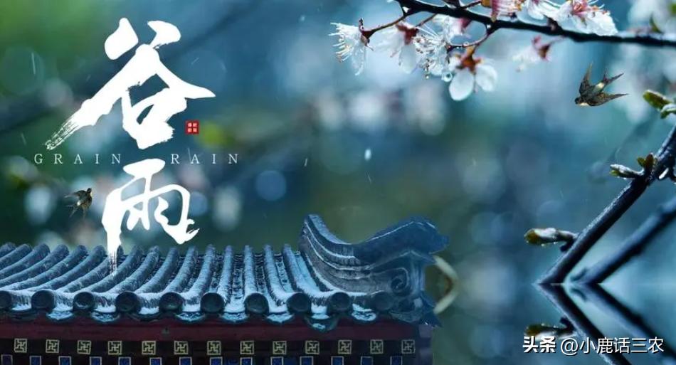 谷雨对农村有什么说法,老一辈对谷雨的说法