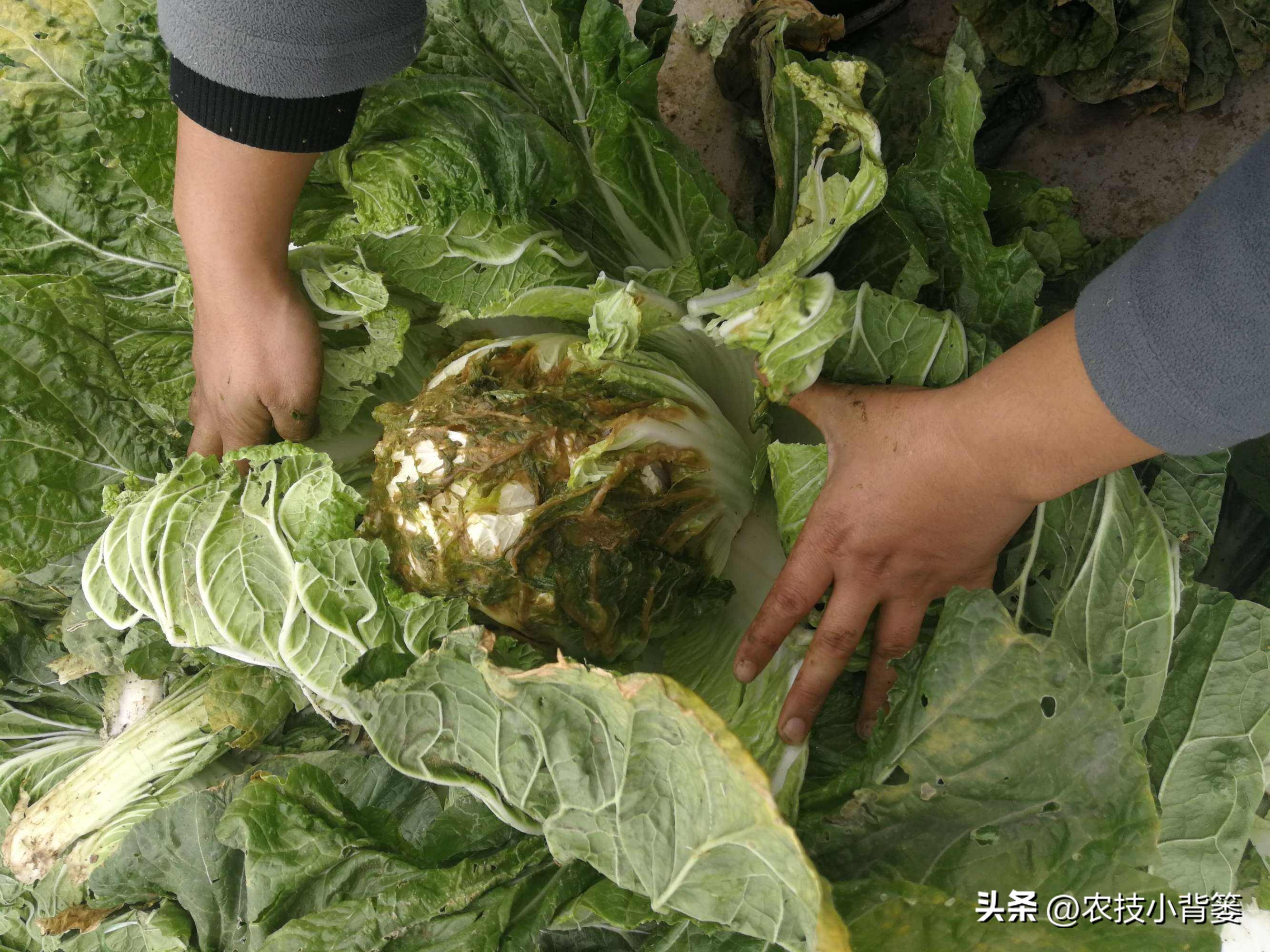 大白菜软腐病怎么防效果好,怎么预防大白菜软腐烂根病