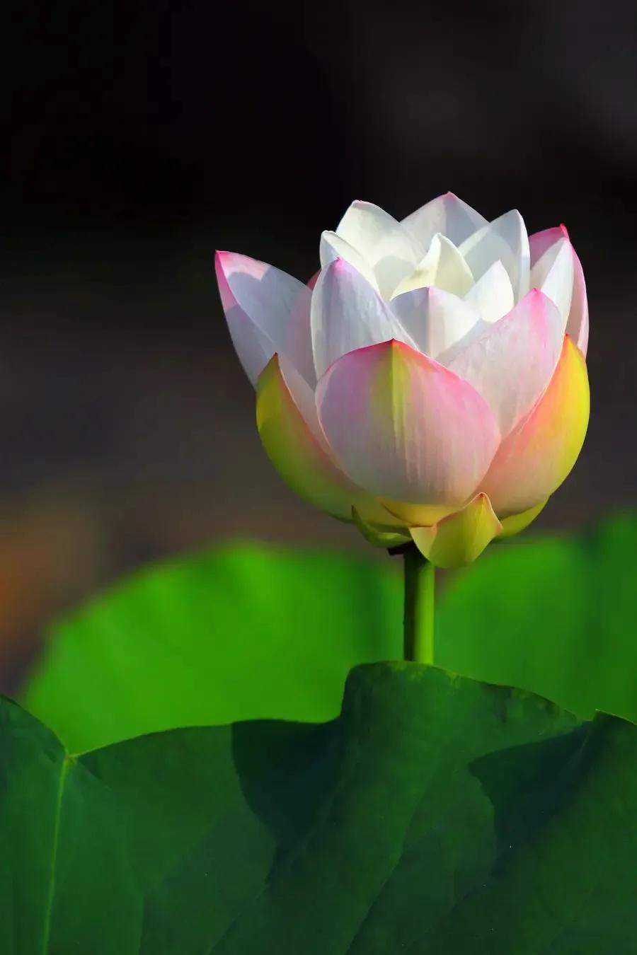 国色天香秀色可餐的美女 (秀色可餐与国色天香)