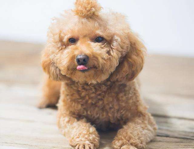 纯种泰迪和不纯种泰迪犬图片,你家泰迪多重