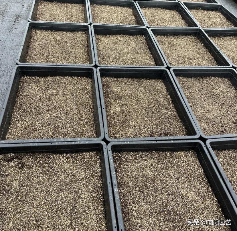 多肉种子什么季节播种合适,多肉种子播种