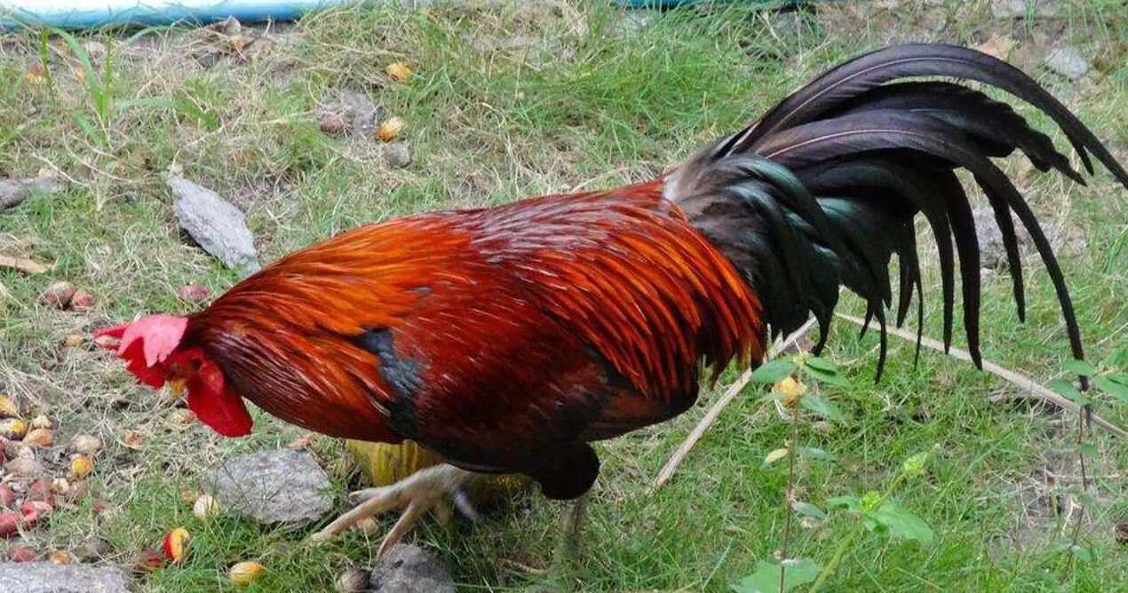 为什么五毒之首的蜈蚣怕公鸡,为啥五毒之一蜈蚣竟然怕公鸡