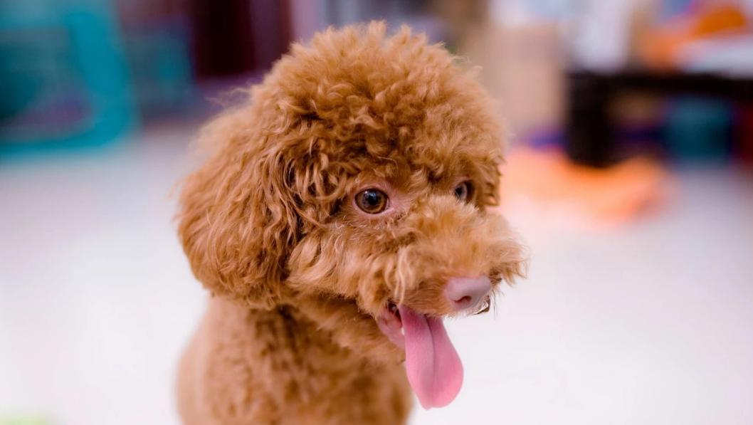 不知道怎么选择颜色的时候,黑色泰迪和什么颜色的配好看