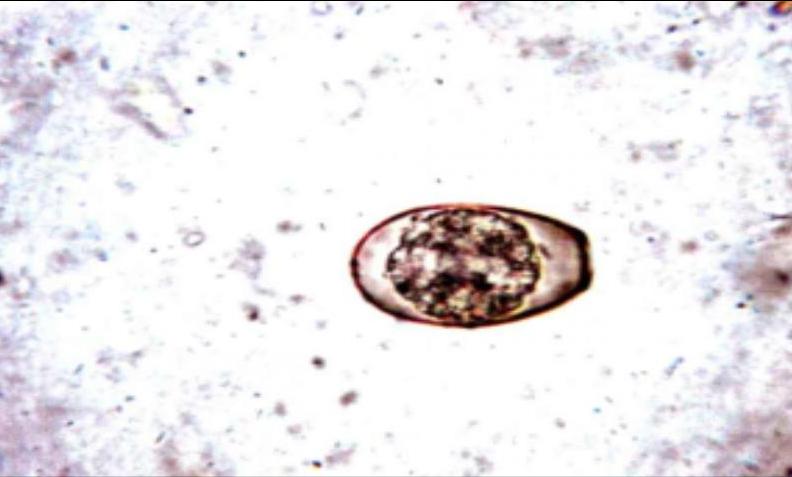 新西兰的几维鸟属于什么类型,新西兰的几维鸟有什么样的形态