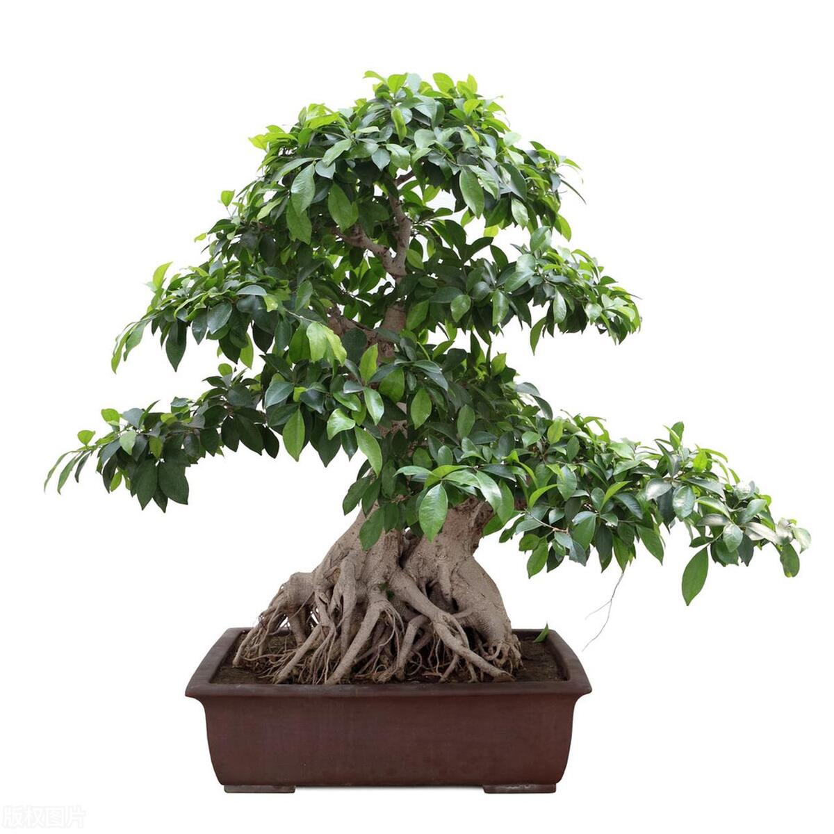 榕树盆景掉黄叶子怎么办,榕树适合做盆景的品种