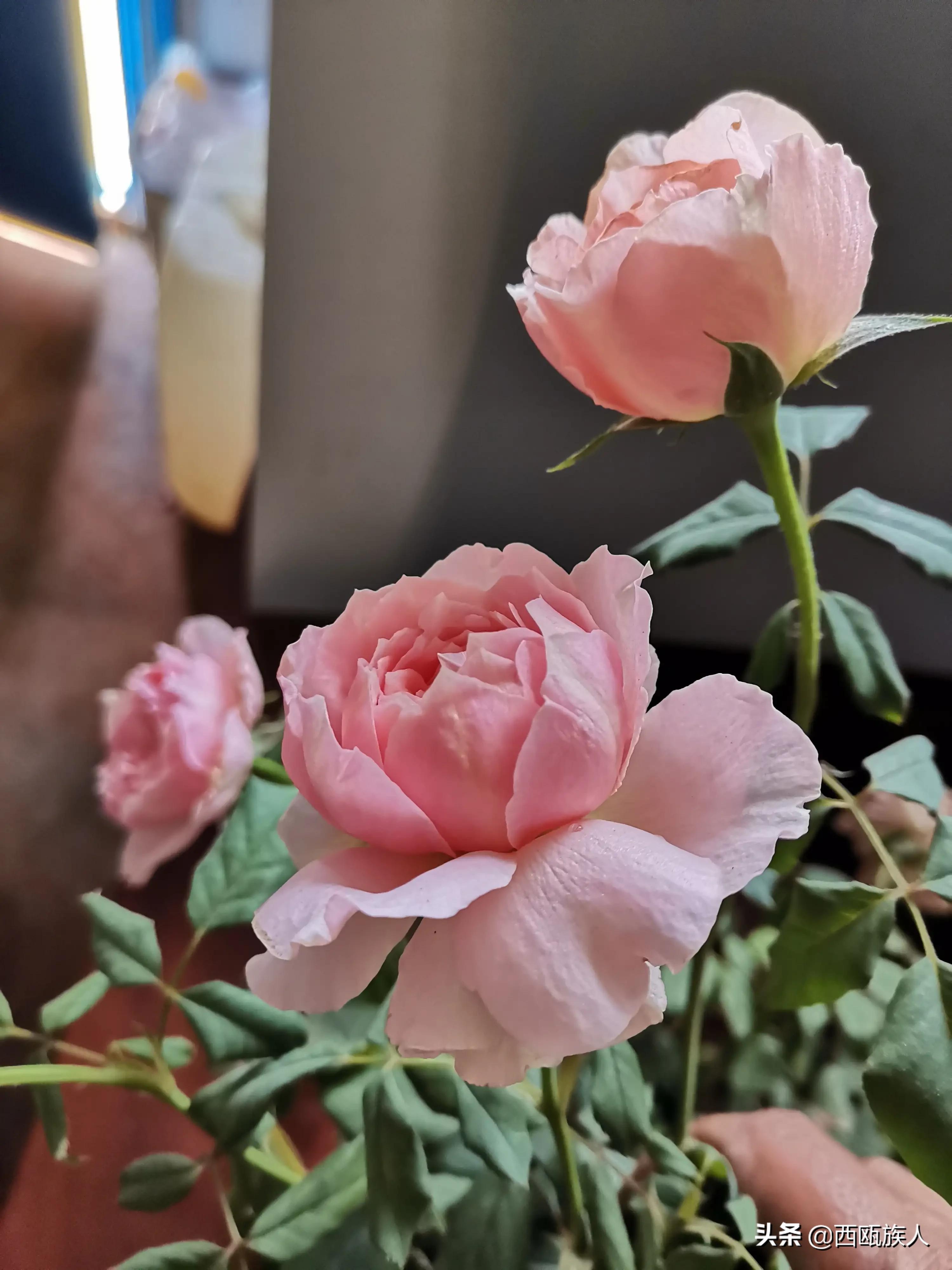 月季花最佳观赏时间,月季花鲜切花养护方法