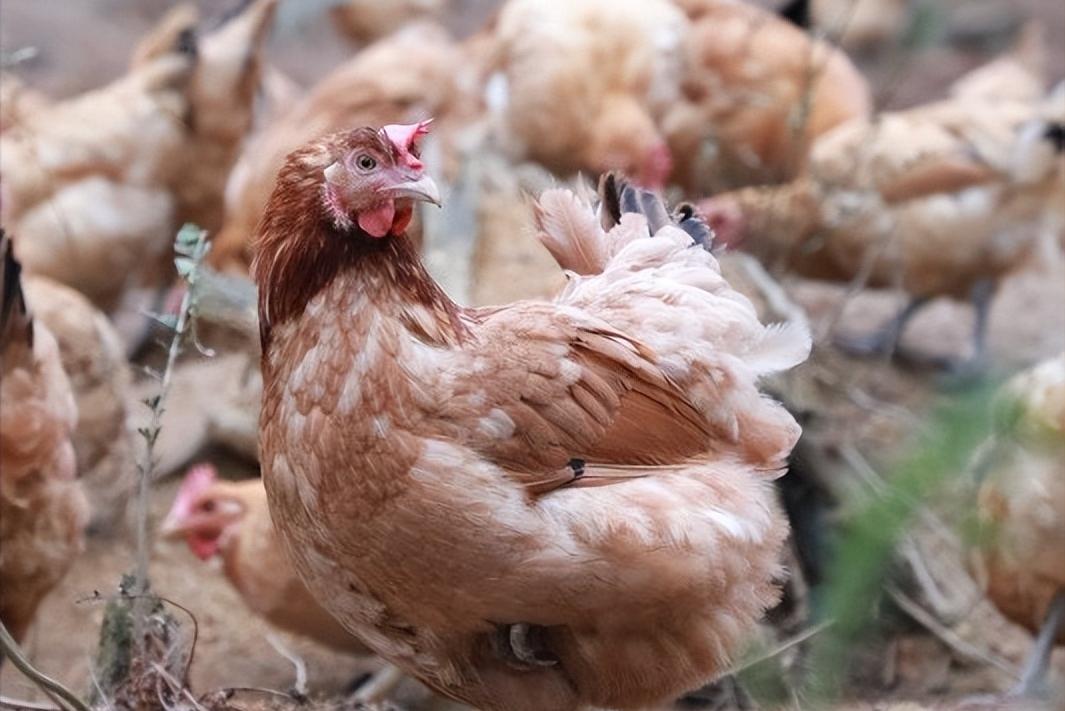 绿壳蛋鸡的养殖方法和注意事项,养100只绿壳蛋鸡一年能有多少利润