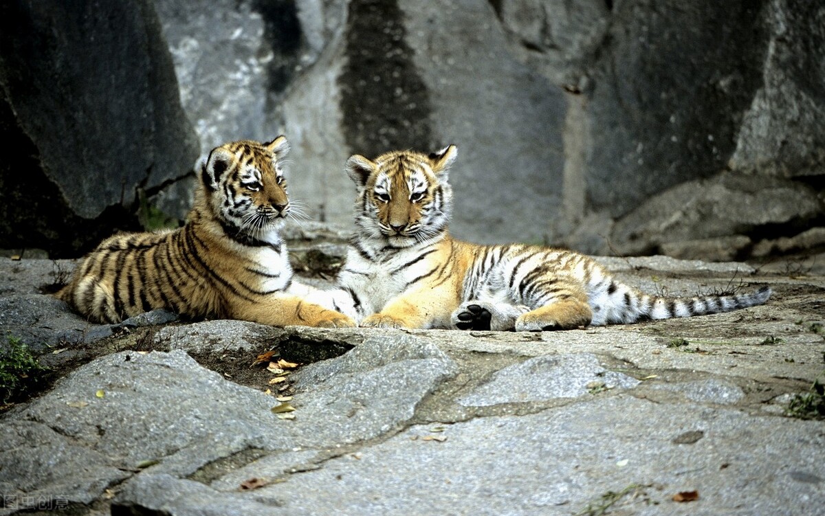 48岁写给本命年的自己散文随笔,买本命年红内衣散文