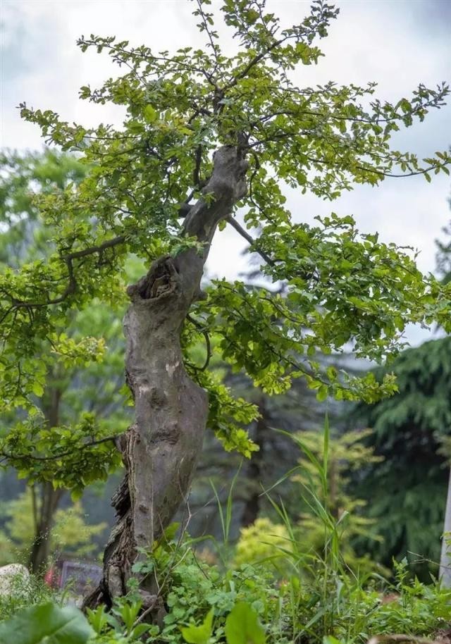 银缕梅叶片,银缕梅树图片